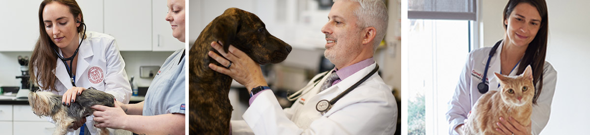 Internal Medicine Cornell University Veterinary Specialists Stamford Ct 5646
